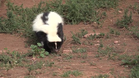 Striped Skunk Adult Lone Foraging in Summer