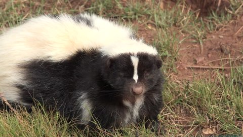 Striped Skunk Adult Lone Smelling in Summer Scent Nose Sniffing