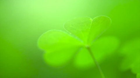 Shamrock. St. Patrick's Day green leaves background. Patrick Day backdrop with growing shamrock leaf extreme close-up. Patrick Day pub party. Slow motion 4K UHD video