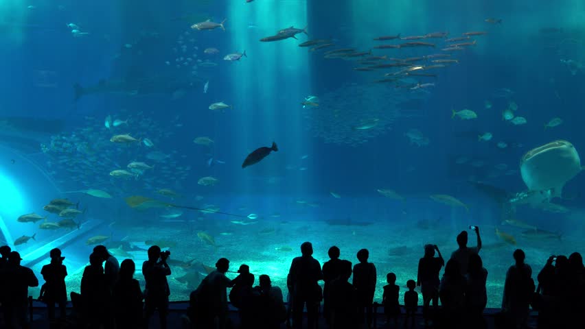 Okinawa Aquarium 4K with Beautiful Whale sharks and various kinds of fish swimming in the main tank. Silhouettes of People observing fish at the aquarium. Location: Okinawa Churaumi Aquarium, Japan.  | Shutterstock HD Video #1015006924