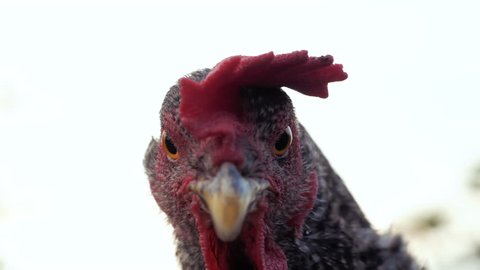 Beautiful super close-up portrait of chicken on home farm. Livestock, housekeeping organic agriculture concept. Hen with red scallop looking to camera, slow motion.