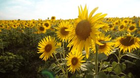 beautiful sunflower Helianthus field of yellow flowers on a lifestyle background of blue sky landscape. slow motion video. a lot of sunflower - a large field of agriculture. collection of biomass oil