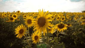 beautiful sunflower Helianthus field of yellow flowers on a background of blue sky landscape. slow motion video. a lot of sunflower - a large field of agriculture. collection of biomass oil concepts