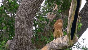 Brown fish Owl sitting on large tree and cleaning its feathers on windy day. Wild carnivorous bird preening itself against branches swaying in wind. Yala National Park, Sri Lanka. Slow motion video