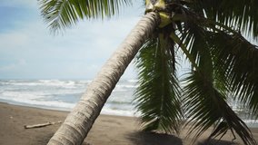 Fallen palm tree on the sandy beaches of Costa Rica. Close up of slanted forest tree on tropical beach with waves breaking. 4k