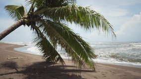 Close up of fallen palm tree on tropical beach. Blurred background of rainforest tree in Costa Rica while waves break on the shore. 4k
