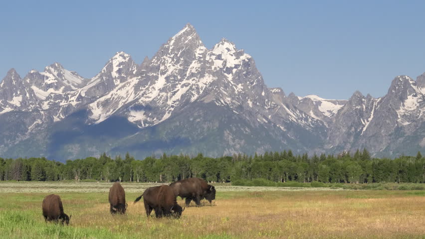 Park Narodowy Grand Teton.