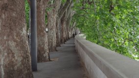 Long narrow street sidewalk under a canopy of trees in Europe. Small concrete side walk with many trees and leaves above