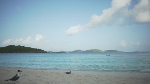 Wide shot of a Caribbean beach with small birds walking on the sand for green screen or chroma key. Out of focus or defocused background plate for compositing or keying.