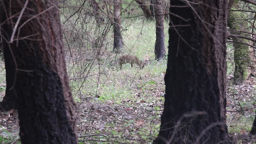 Shiloh Park, California - deers.
