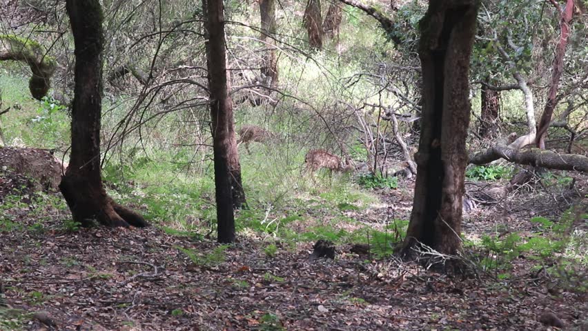 Shiloh Park, California - deers.