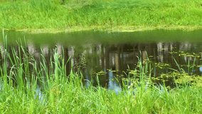 Side view of river and green grassy ground along it. Summer nature landscape. Real time full hd video footage.
