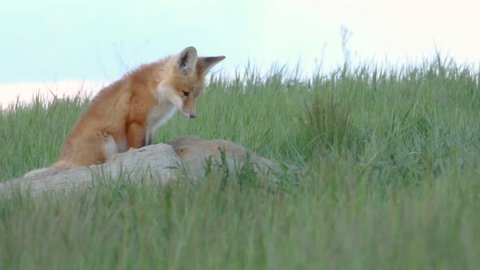 a Very cute and adorable fox pup sitting outside of its den.