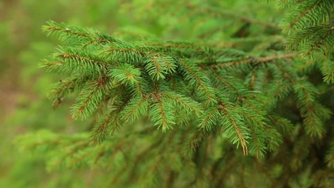 Close up view of fresh green branch of fir tree growing outside. Christmas (Xmas) or New Year natural organic green backdrop. Real time full hd video footage.