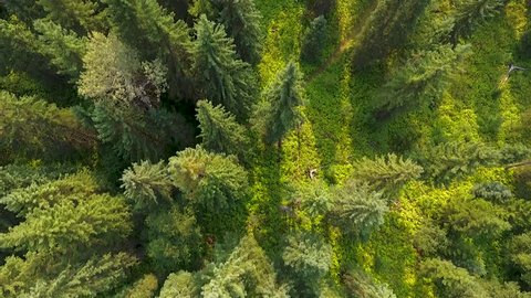Birds eye aerial view over a colorful forest with trails running through it in Canada