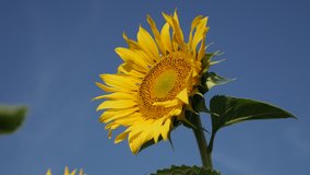 Blue sky and sunflower Helianthus annuus plant close-up 4K footage