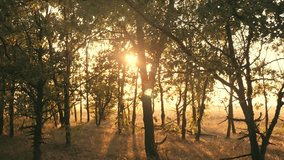 Sunset in an oak forest. Autumn forest at sunset. Video in motion