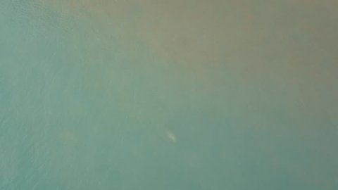 A drone shot of a rare pink dolphin playing in Khanom, Thailand