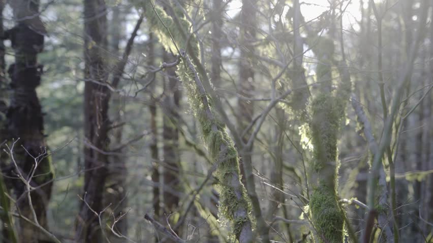 Moss on Branches on Rattlesnake Ledge in Washington State