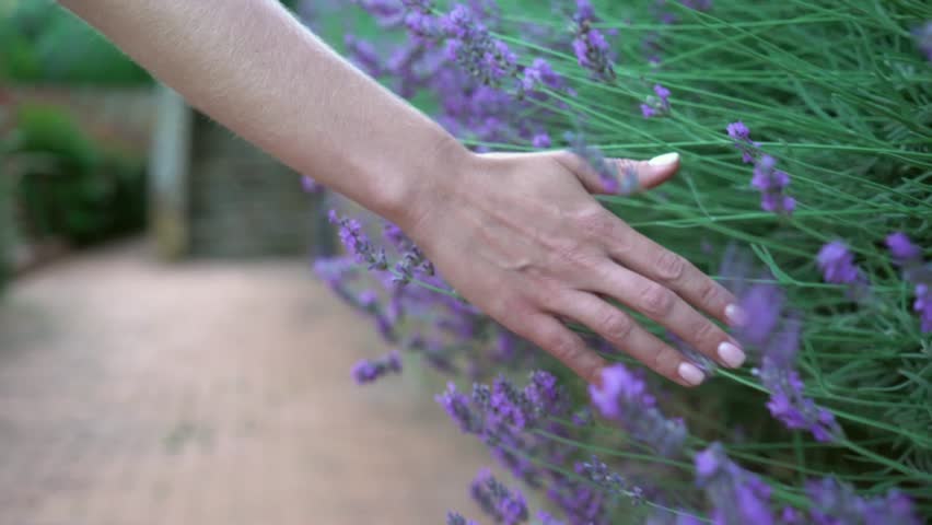 Tuscany, Italy. Girl touches lavender flowers close-up | Shutterstock HD Video #1015033729