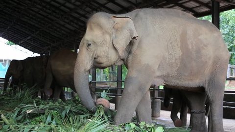 Close-up of elephants at the Pinnawala Elephant Orphanage. Sri Lanka