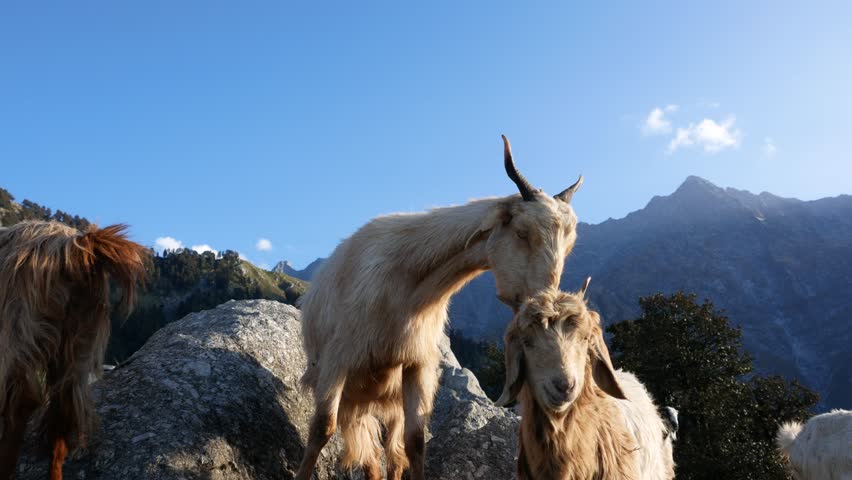 Wild animal in Himalays