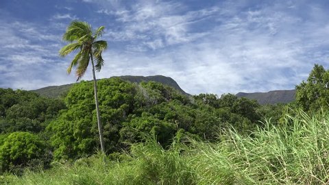 Palm Tree in Hawaii Paradise