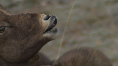 Bighorn Sheep Ram Ewe Male Female Adult Breeding in Fall Lip Curl Scent Smelling Sex in South Dakota