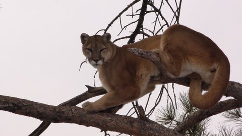 Mountain Lion Adult Lone in Winter Tree Branch in South Dakota
