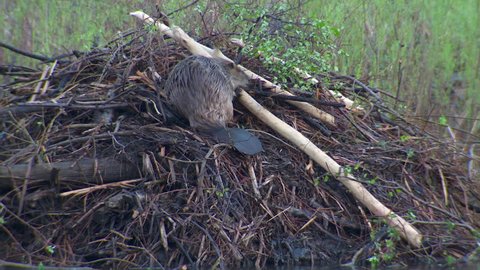 Beaver Adult Lone Working Carrying in Spring Branch Stick Fixing House Dome in South Dakota