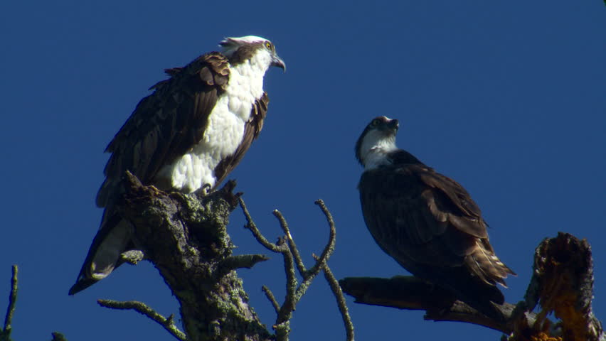 Osprey Adult Pair Perched in Spring in South Dakota