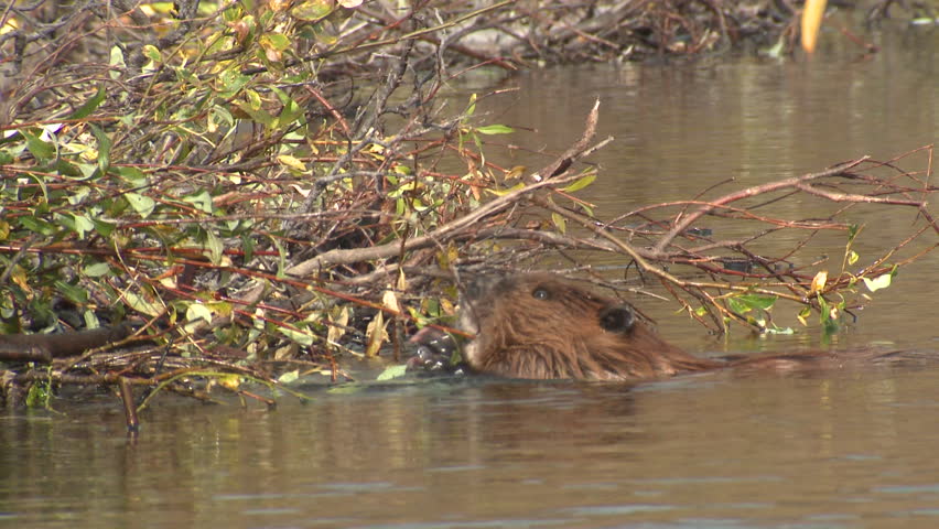 Beaver Building Dam Stock Video Footage - 4K and HD Video Clips