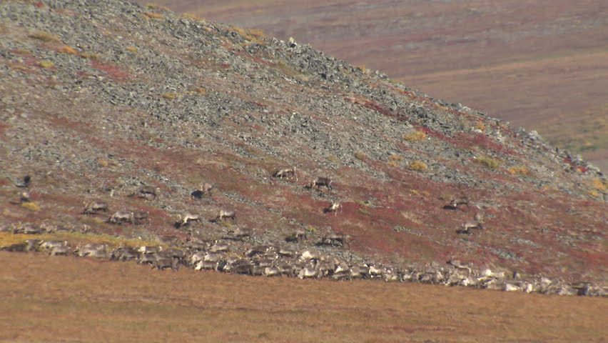 Caribou Male Female Adult Young Herd Walking in Fall in Alaska