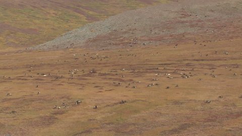 Caribou Male Female Adult Young Herd Grazing Feeding Eating in Fall in Alaska