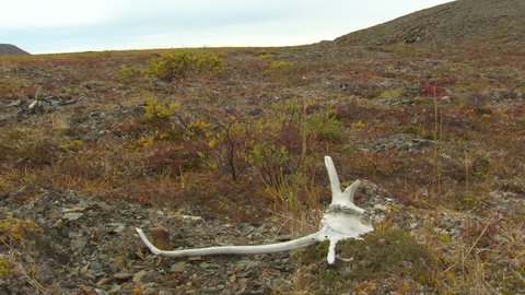 Caribou in Fall Skull Bones in Alaska