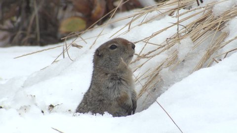 Arctic Ground Squirrel Lone Alarmed Nervous Wary in Fall Alert Snow in Alaska