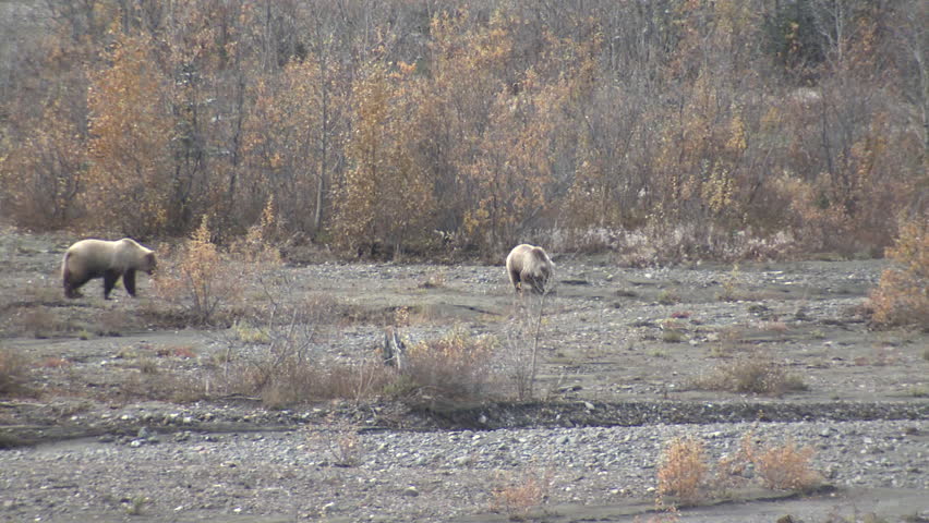 Grizzly Bear Female Adult Young Family Foraging in Fall Digging Roots Tubers in Alaska