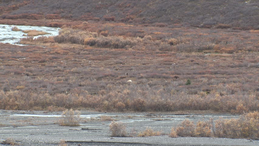 Grizzly Bear Female Adult Young Family Foraging in Fall in Alaska