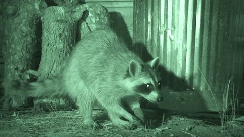 Raccoon Adult Lone Eating in Summer in South Dakota