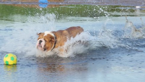 Slow motion of playful english bulldog chasing around toy ball on the beach, Full HD footage