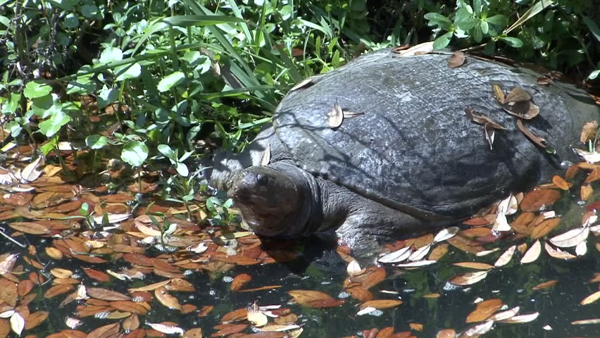 Snapping Turtle Lone Resting in Florida