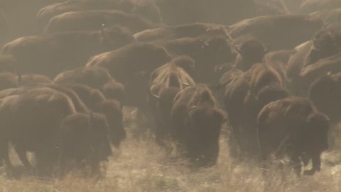 Bison Adult Young Herd Running in Fall Dust Stampede in South Dakota