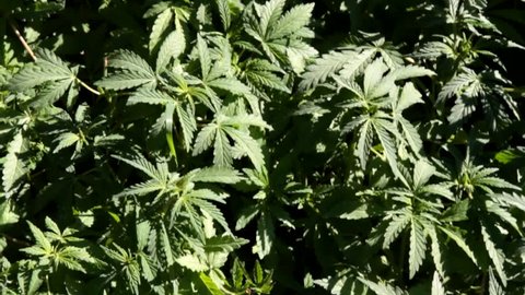 Indian hemp, marijuana (Cannabis sativa subsp. indica) narcotic plant grows as weed (young spring) throughout foothills of Himalayas and plains, in village Kasol as drug distribution center
