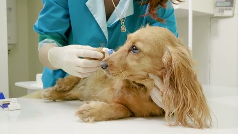 A vet putting an intravenous catheter in a paw of dachshund dog for taking medicine in veterinary clinic. 4K