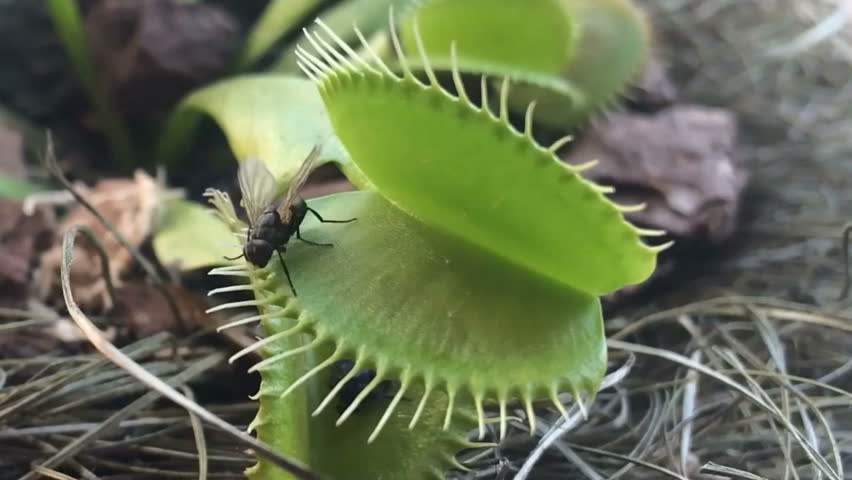 Venus flytrap ( Dionaea muscipula ), carnivorous plant	
