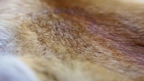 Closeup top view of texture colorful real fox animal fur. Natural furry background. Real time 4k video footage.