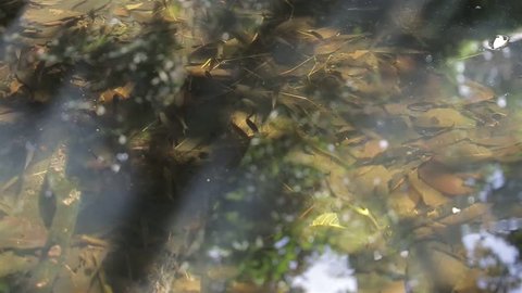 Fish Swimming In Pond - Static