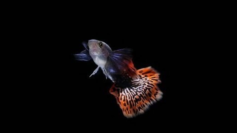 slow motion fish guppy pet isolated on black background 
