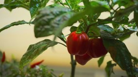 Habanero Chilli Pepper Growing on Windowsill-SUPER CLOSEUP ZOOM OUT - Powered by Shutterstock - Get 15% off with code: PIKWIZARD15