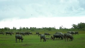 Herd of buffalo walking and grazing in lush green meadow while the rain drizzled. Flock of bird stayed on the field for rest and feeding. Livestock in organic farm. Outdoors with rain clouds.